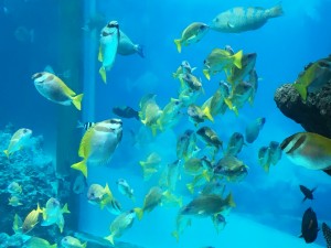 アップルパーク社員旅行＿美ら海水族館の熱帯魚