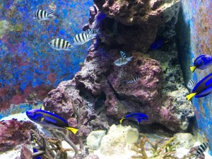 アップルパーク社員旅行＿美ら海水族館の熱帯魚